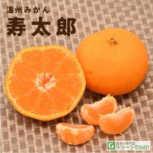 みかん 苗木 【小原紅早生 （おばらべにわせ）】 3年生 接ぎ木 約1.0m