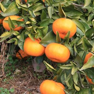 みかん 苗木 【麗紅 （れいこう） ［登録品種］】 3年生 接ぎ木 約1.0m