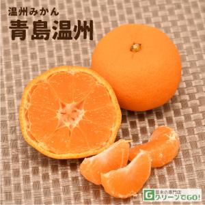 みかん 苗木 【ゆら早生】 3年生 接ぎ木 約1.0m 大苗 : 苗木の専門店