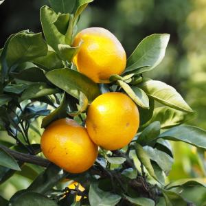 ■優良2年生大苗■ みかん 苗木 【石地中生 （いしじなかて）】 2年生大苗 接ぎ木