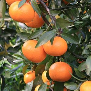 果樹 みかん苗　品種　肥のあけぼの　3年生　芽が出てきてます。 温州みかん 苗木 【肥のあけぼの】 3年生 接ぎ木 約1.0m 大苗 : 苗木の