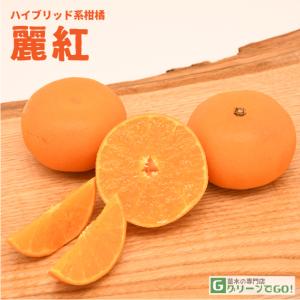 みかん 苗木 【麗紅 （れいこう） ［登録品種］】 1年生 接ぎ木苗