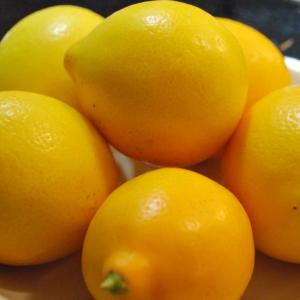 レモン 苗木  3年生 接ぎ木 鉢植え