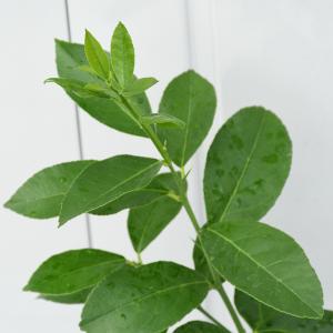◆送料無料◆ レモン 苗木 【リスボンレモン】...の詳細画像2