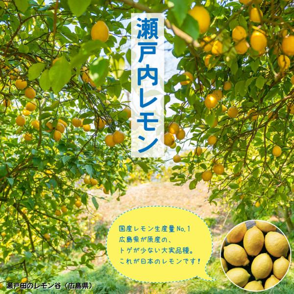 ■優良2年生大苗■ レモン 苗木 【瀬戸内レモン】 2年生大苗 接ぎ木