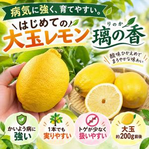 国華園 鉢植え向き果樹苗 レモン 「レモン21」 2株 / 家庭菜園 檸檬