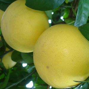 チャンドラポメロ】 5年生接木苗 大苗 ザボン ※納期指定:発送予定