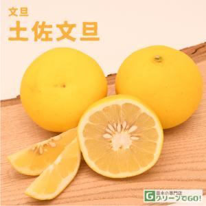文旦 苗木 【土佐文旦 （とさぶんたん）】 1年生 接ぎ木苗 : 苗木の
