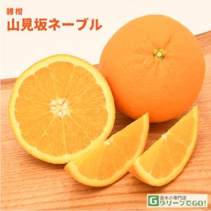 ネーブルオレンジ 苗木 山見坂ネーブル 2年生接木苗 爆買いweek : 苗木