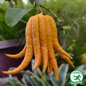 ☀【ゆうゆうちゃん用】仏手柑❗️小20個枝付き(約10cm)特別セット‼️ 仏手柑 （ぶっしゅかん） 2年生接木苗 : 苗木部 花ひろばオンライン