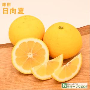 オレンジ 苗木 【黄金柑 （おうごんかん）】 3年生 接ぎ木 約1.0m 大苗