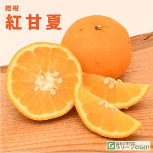 日向夏 （ ニューサマーオレンジ ） 接ぎ木 15cmポット苗【 送料無料