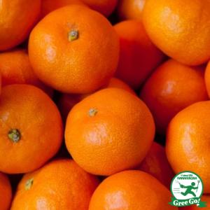 □優良2年生大苗□ みかん 苗木 【種なし小みかん 無核紀州 （むかくき