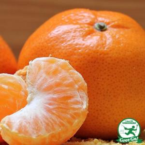 果樹 みかん苗　品種　肥のあけぼの　3年生　芽が出てきてます。 温州みかん 苗木 【肥のあけぼの】 3年生 接ぎ木 約1.0m 大苗 : 苗木の