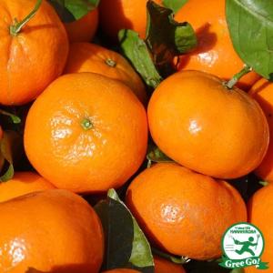 みかん 苗木 【津之輝 （つのかがやき） ［登録品種］】 1年生 接ぎ木