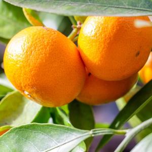 □優良2年生大苗□ みかん 苗木 【種なし小みかん 無核紀州 （むかくき