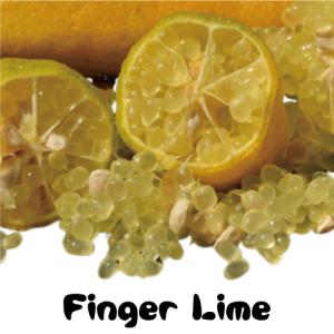 フィンガー ライム 苗 【フィンガーライム グリーンジャイアント】 1