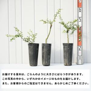 フィンガー ライム 苗 【フィンガーライム パ...の詳細画像2