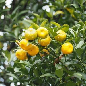 ITANSE 柑橘の苗 大和橘(ヤマトタチバナ) 果樹の苗木 15cmポット 1年生