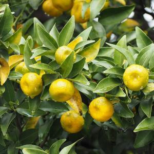 みかん 苗木 【 橘 （たちばな）】 3年生 接ぎ木 約1.0m 大苗 : 苗木の