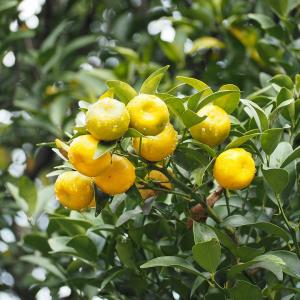 せとか 苗木 【トゲなし系 ［登録品種］】 3年生 接ぎ木 約1.0m 大苗