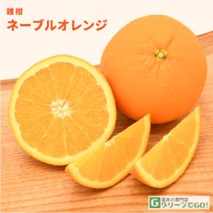 オレンジ 苗木 【黄金柑 （おうごんかん）】 3年生 接ぎ木 約1.0m 大苗