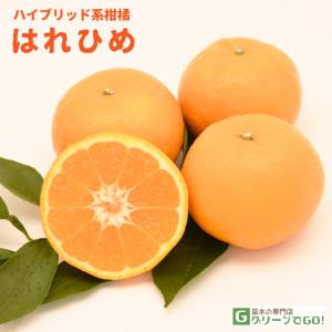 せとか 苗木 【トゲなし系 ［登録品種］】 3年生 接ぎ木 約1.0m 大苗