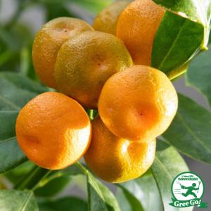 四季橘 『カラマンシー』 2年生 接ぎ木 15cmポット苗 （ 四季柑