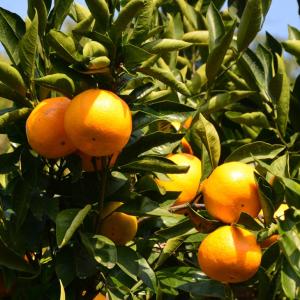 □優良2年生大苗□ みかん 苗木 【種なし小みかん 無核紀州 （むかくき