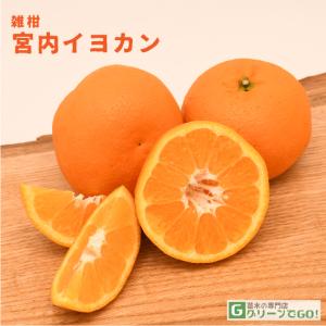 □優良2年生大苗□ みかん 苗木 【麗紅 （れいこう） ［登録品種］】 2