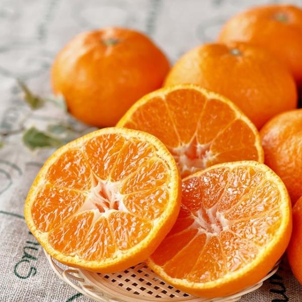 ◆送料無料◆ ■優良2年生大苗■ みかん 苗木 【あすき ［登録品種］】 2年生大苗 接ぎ木 （ニー...