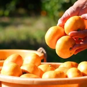 紀州みかん 苗木 【紀州小みかん （きしゅうこみかん）】 3年生 接ぎ木