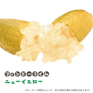 カラタチ　200本　ボリュームバリューセット　フィンガーライムなど柑橘の台木に◎ フィンガー ライム 苗 【フィンガーライム リトルビューティー】 1年生