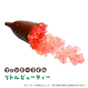 フィンガー ライム 苗 【フィンガーライム ジャリレッド】 1年生