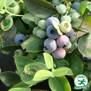 ブルーベリー苗レガシー50本セット ブルーベリー苗レガシー50 本セット②