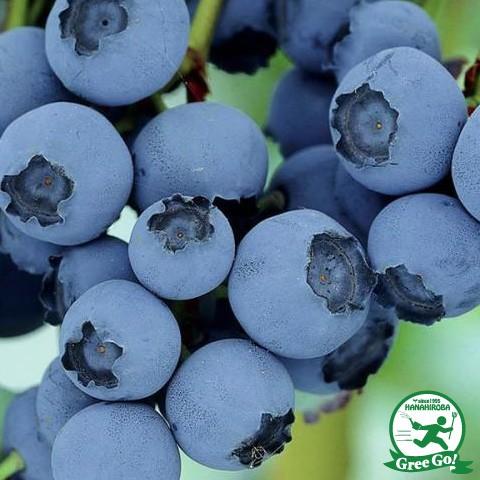 ブルーベリー 苗 【クライマックス （ラビットアイ系）】 2年生 挿し木苗