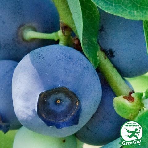 ◆送料無料◆ ブルーベリー 苗 【シャープブルー （サザンハイブッシュ系）】 2年生 挿し木苗 （ニ...