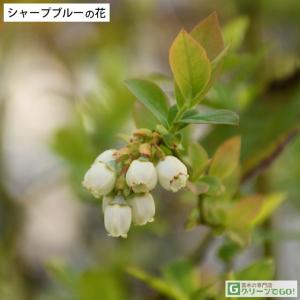 ブルーベリー 苗 【シャープブルー (サザンハ...の詳細画像1