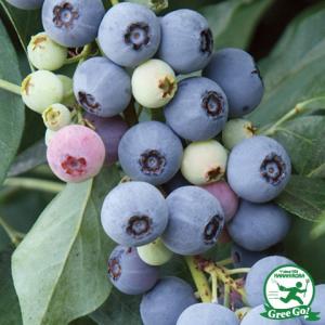 ブルーベリー 苗 【レガシー（ノーザンハイブッシュ系）】 2年生