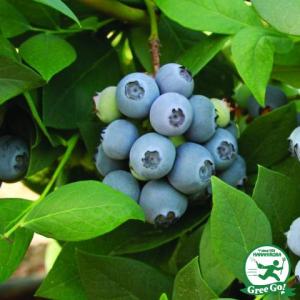 ブルーベリー 苗 【レガシー（ノーザンハイブッシュ系）】 2年生