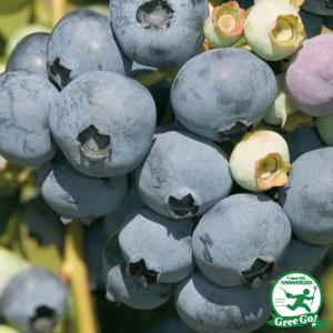 ブルーベリー 苗 【レガシー（ノーザンハイブッシュ系）】 2年生