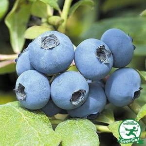 レガシー ノーザンハイブッシュ系 3年生接木大苗 ブルーベリー苗木