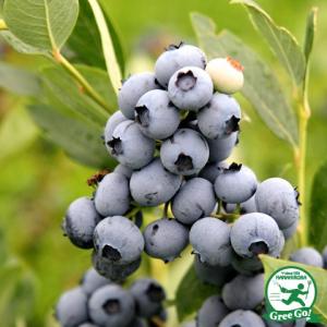 ブルーベリー 苗 【レガシー（ノーザンハイブッシュ系）】 2年生