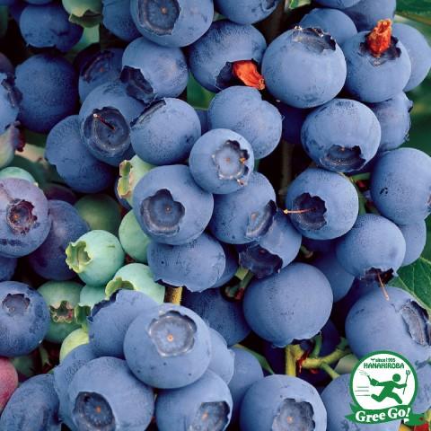 ◆送料無料◆ ブルーベリー 苗 【ハンナチョイス （ノーザンハイブッシュ系）】 2年生 接ぎ木苗 （...