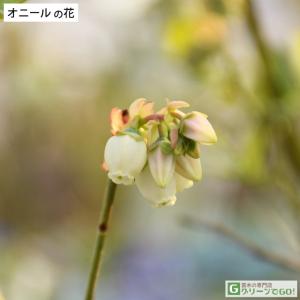 ブルーベリー 苗 【オニール (サザンハイブッ...の詳細画像1