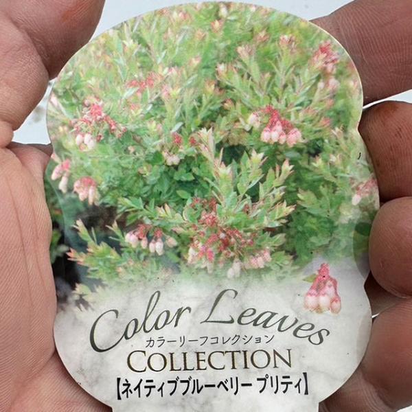 ブルーベリー 苗 【ネイティブブルーベリー プリティ】 幼苗