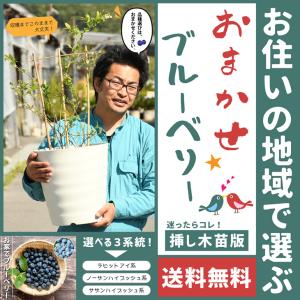 苗木の専門店 グリーンでgo 栽培セット ブルーベリー Yahoo ショッピング