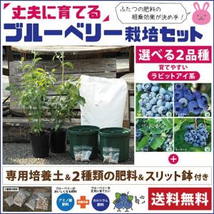 送料無料 ブルーベリー 苗木 2品種選べる 簡単 丈夫に育てる ブルーベリー 栽培セット 北海道 沖縄は送料無料適用外です Tn04 Ri Set01 苗木の専門店 グリーンでgo 通販 Yahoo ショッピング