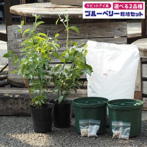 ◆送料無料◆ ブルーベリー 苗木 【2品種選べ...の詳細画像1