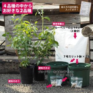 ◆送料無料◆ ブルーベリー 苗木 【2品種選べ...の詳細画像2